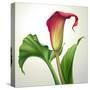 Creative Illustration of Calla Lily Flower with Green Leaves Isolated on White Background-wacomka-Stretched Canvas