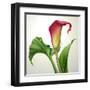 Creative Illustration of Calla Lily Flower with Green Leaves Isolated on White Background-wacomka-Framed Art Print