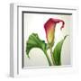 Creative Illustration of Calla Lily Flower with Green Leaves Isolated on White Background-wacomka-Framed Art Print