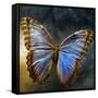 Creative Image of a Mounted Exotic Butterfly-Clive Nolan-Framed Stretched Canvas