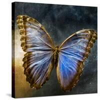 Creative Image of a Mounted Exotic Butterfly-Clive Nolan-Stretched Canvas