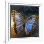 Creative Image of a Mounted Exotic Butterfly-Clive Nolan-Framed Photographic Print