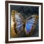 Creative Image of a Mounted Exotic Butterfly-Clive Nolan-Framed Photographic Print