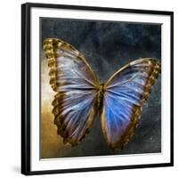 Creative Image of a Mounted Exotic Butterfly-Clive Nolan-Framed Photographic Print