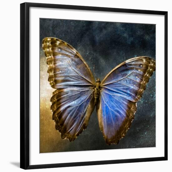 Creative Image of a Mounted Exotic Butterfly-Clive Nolan-Framed Photographic Print