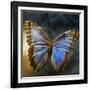 Creative Image of a Mounted Exotic Butterfly-Clive Nolan-Framed Photographic Print