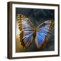 Creative Image of a Mounted Exotic Butterfly-Clive Nolan-Framed Photographic Print