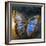 Creative Image of a Mounted Exotic Butterfly-Clive Nolan-Framed Photographic Print