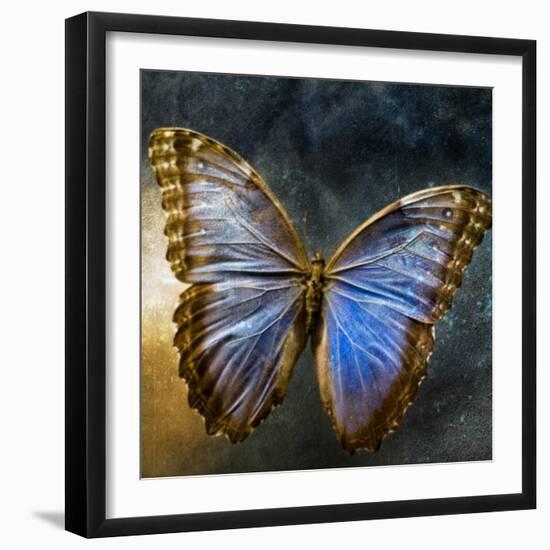 Creative Image of a Mounted Exotic Butterfly-Clive Nolan-Framed Photographic Print