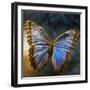 Creative Image of a Mounted Exotic Butterfly-Clive Nolan-Framed Photographic Print