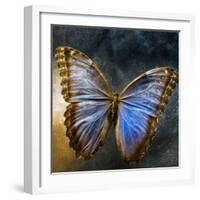 Creative Image of a Mounted Exotic Butterfly-Clive Nolan-Framed Photographic Print