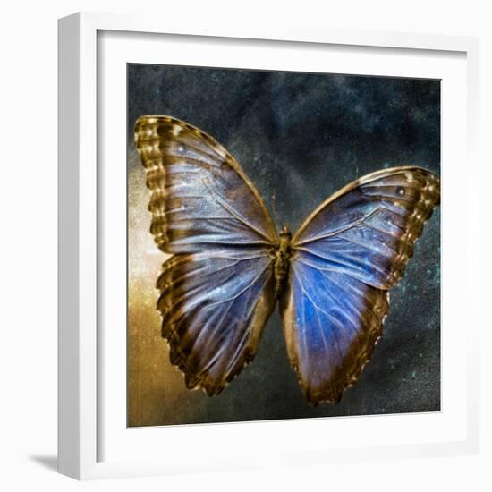 Creative Image of a Mounted Exotic Butterfly-Clive Nolan-Framed Photographic Print