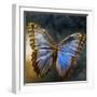 Creative Image of a Mounted Exotic Butterfly-Clive Nolan-Framed Photographic Print