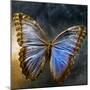 Creative Image of a Mounted Exotic Butterfly-Clive Nolan-Mounted Photographic Print