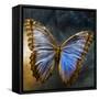 Creative Image of a Mounted Exotic Butterfly-Clive Nolan-Framed Stretched Canvas