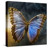 Creative Image of a Mounted Exotic Butterfly-Clive Nolan-Stretched Canvas