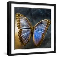 Creative Image of a Mounted Exotic Butterfly-Trigger Image-Framed Photographic Print