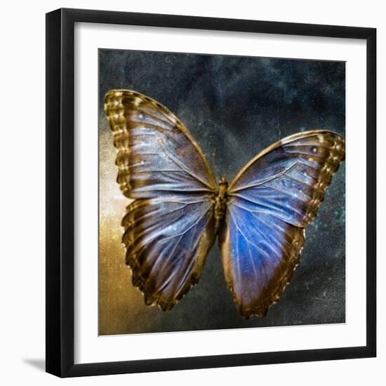 Creative Image of a Mounted Exotic Butterfly-Trigger Image-Framed Photographic Print