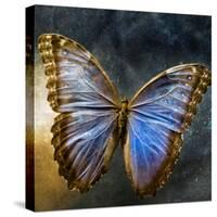 Creative Image of a Mounted Exotic Butterfly-Trigger Image-Stretched Canvas
