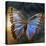 Creative Image of a Mounted Exotic Butterfly-Trigger Image-Stretched Canvas