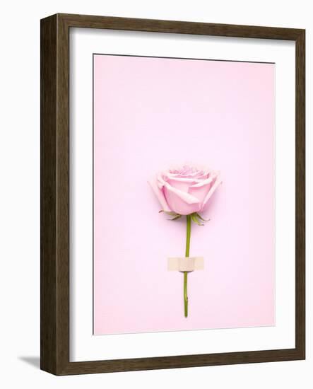 Creative Valentines Day Still Life Concept, Pink Rose in Greeting Card on Pink Paper-Fisher Photostudio-Framed Photographic Print