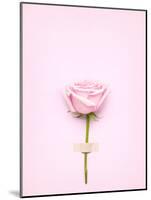 Creative Valentines Day Still Life Concept, Pink Rose in Greeting Card on Pink Paper-Fisher Photostudio-Mounted Photographic Print