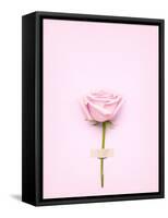 Creative Valentines Day Still Life Concept, Pink Rose in Greeting Card on Pink Paper-Fisher Photostudio-Framed Stretched Canvas