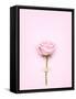 Creative Valentines Day Still Life Concept, Pink Rose in Greeting Card on Pink Paper-Fisher Photostudio-Framed Stretched Canvas