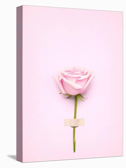 Creative Valentines Day Still Life Concept, Pink Rose in Greeting Card on Pink Paper-Fisher Photostudio-Stretched Canvas