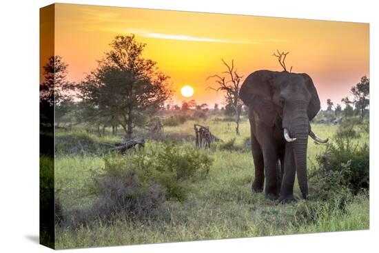 Stretched Canvas Print, , large