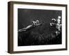 Creature from the Black Lagoon, Shooting Underwater Scene, 1954-null-Framed Photo