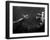 Creature from the Black Lagoon, Shooting Underwater Scene, 1954-null-Framed Photo