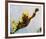 Creature from the Black Lagoon-null-Framed Photo