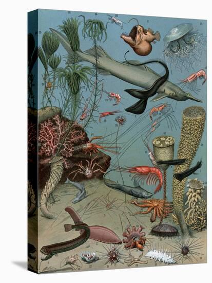 Creatures of the Sea Floor, Including Fish, Starfish, Sea Urchins, Crustaceans, Polyps-null-Stretched Canvas