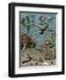 Creatures of the Sea Floor, Including Fish, Starfish, Sea Urchins, Crustaceans, Polyps-null-Framed Premium Giclee Print