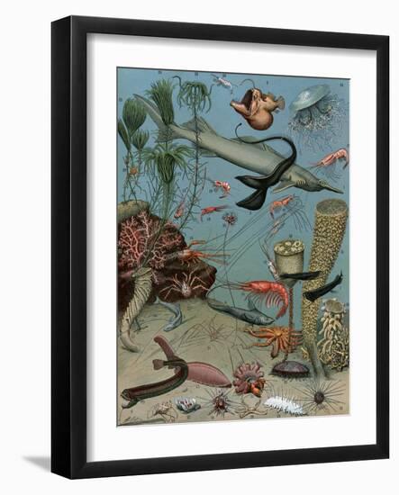 Creatures of the Sea Floor, Including Fish, Starfish, Sea Urchins, Crustaceans, Polyps-null-Framed Giclee Print