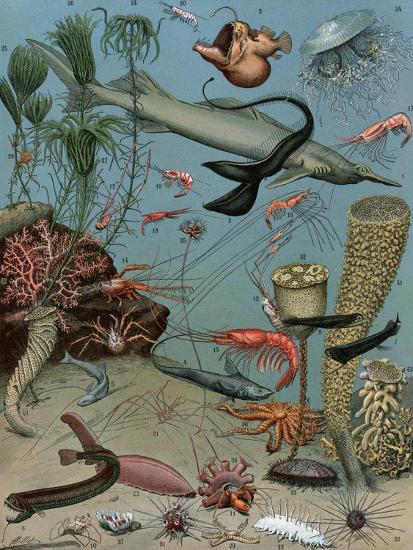 'Creatures of the Sea Floor, Including Fish, Starfish, Sea Urchins