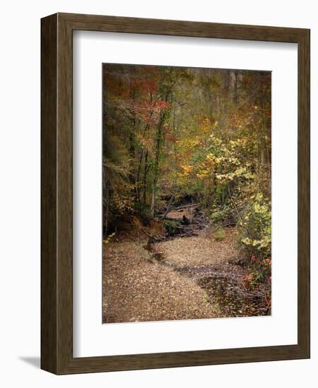 Creek Bed in Autumn-Jai Johnson-Framed Giclee Print