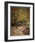 Creek Bed in Autumn-Jai Johnson-Framed Giclee Print