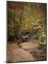 Creek Bed in Autumn-Jai Johnson-Mounted Giclee Print