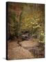 Creek Bed in Autumn-Jai Johnson-Stretched Canvas