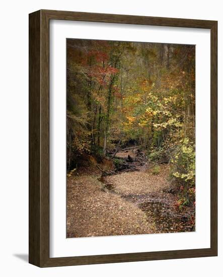 Creek Bed in Autumn-Jai Johnson-Framed Giclee Print