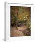 Creek Bed in Autumn-Jai Johnson-Framed Giclee Print