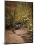 Creek Bed in Autumn-Jai Johnson-Mounted Premium Giclee Print