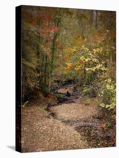 Creek Bed in Autumn-Jai Johnson-Stretched Canvas