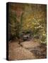 Creek Bed in Autumn-Jai Johnson-Stretched Canvas