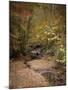 Creek Bed in Autumn-Jai Johnson-Mounted Giclee Print