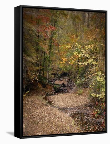 Creek Bed in Autumn-Jai Johnson-Framed Stretched Canvas