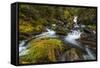 Creek cascading over rocks and moss, Canmore Creek, Canmore, Alberta, Canada-null-Framed Stretched Canvas