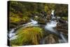 Creek cascading over rocks and moss, Canmore Creek, Canmore, Alberta, Canada-null-Stretched Canvas